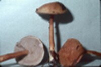 Austroboletus gracilis image