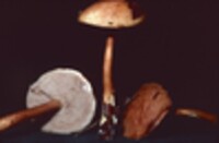 Austroboletus gracilis image