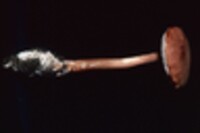 Austroboletus gracilis var. laevipes image