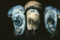 Gyroporus cyanescens image