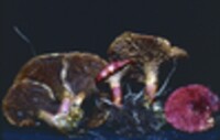 Boletus paluster image