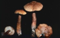 Gyroporus castaneus image