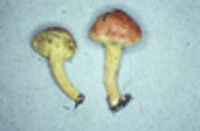 Pulveroboletus ravenelii image