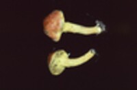 Pulveroboletus ravenelii image