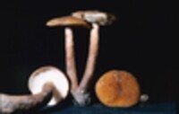 Gyroporus castaneus image