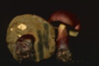 Boletochaete bicolor image