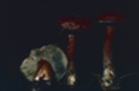 Boletus badius image