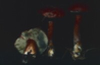 Boletus badius image