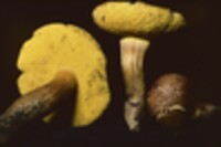 Boletus auriporus image