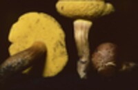 Boletus auriporus image