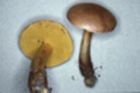 Boletus auriporus image