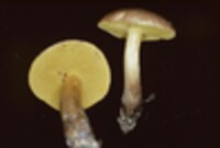 Boletus auriporus image