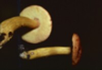 Boletus auriporus image