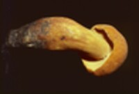 Boletus auriflammeus image