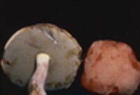 Boletus pallidus image