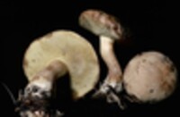 Boletus pallidus image