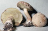 Boletus pallidus image