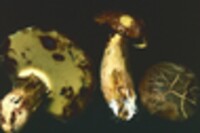 Boletus pseudosensibilis image