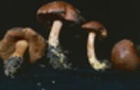 Boletus peckii image