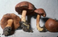 Boletus peckii image