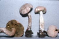 Boletus pallidus image