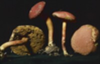 Boletus campestris image