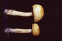 Boletus curtisii image