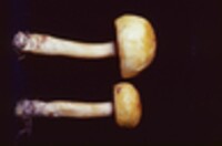 Boletus curtisii image