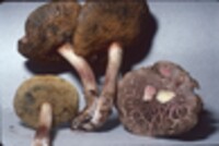 Boletus chrysenteron image