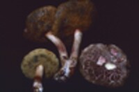 Boletus chrysenteron image