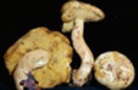 Retiboletus retipes image