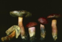 Boletus rubellus image
