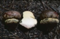 Boletus regius image