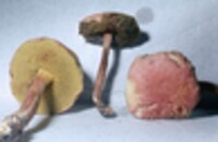 Boletus rubellus image