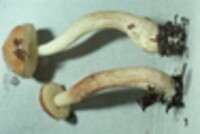 Boletus longicurvipes image