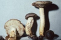 Retiboletus griseus image