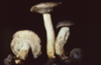 Retiboletus griseus image