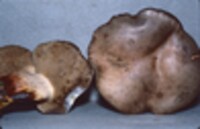Retiboletus griseus image