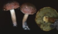 Boletus subglabripes image