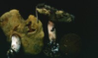 Boletus ferrugineus image