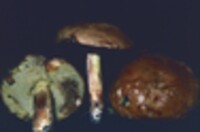 Boletus subglabripes image
