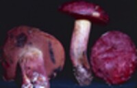 Boletus rubellus image