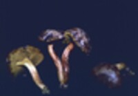 Boletus subtomentosus image