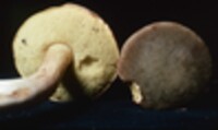 Boletus ferrugineus image