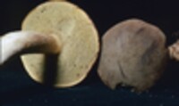 Boletus ferrugineus image