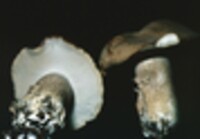 Boletus variipes image