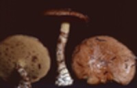 Suillus acidus var. subalutaceus image