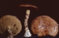 Suillus acidus image