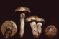 Suillus salmonicolor image