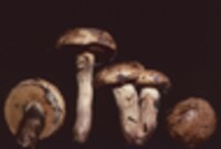 Suillus salmonicolor image